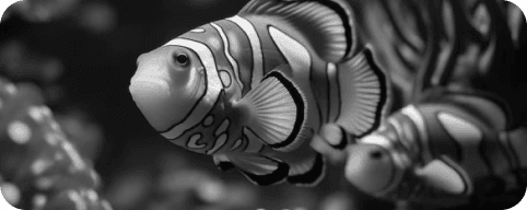 adaptability image
